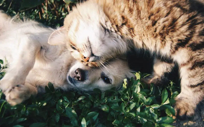 white dog and gray cat hugging each other on grass